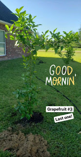 the last grapefruit tree